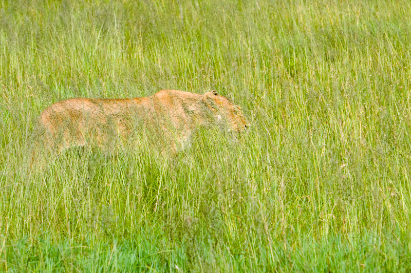 Lioness In Grass
